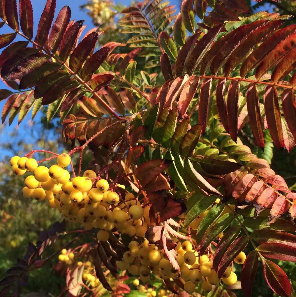 Sorbus Autumn Spire Tree 6ft Tall Supplied In A 12 Litre Pot