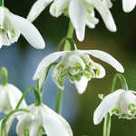 Galanthus 'flore Pleno' Double Snowdrop In The Green | 25 x Bulbs | Multi