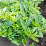 Marjoram (origanum Majorana) | 1 x 1L