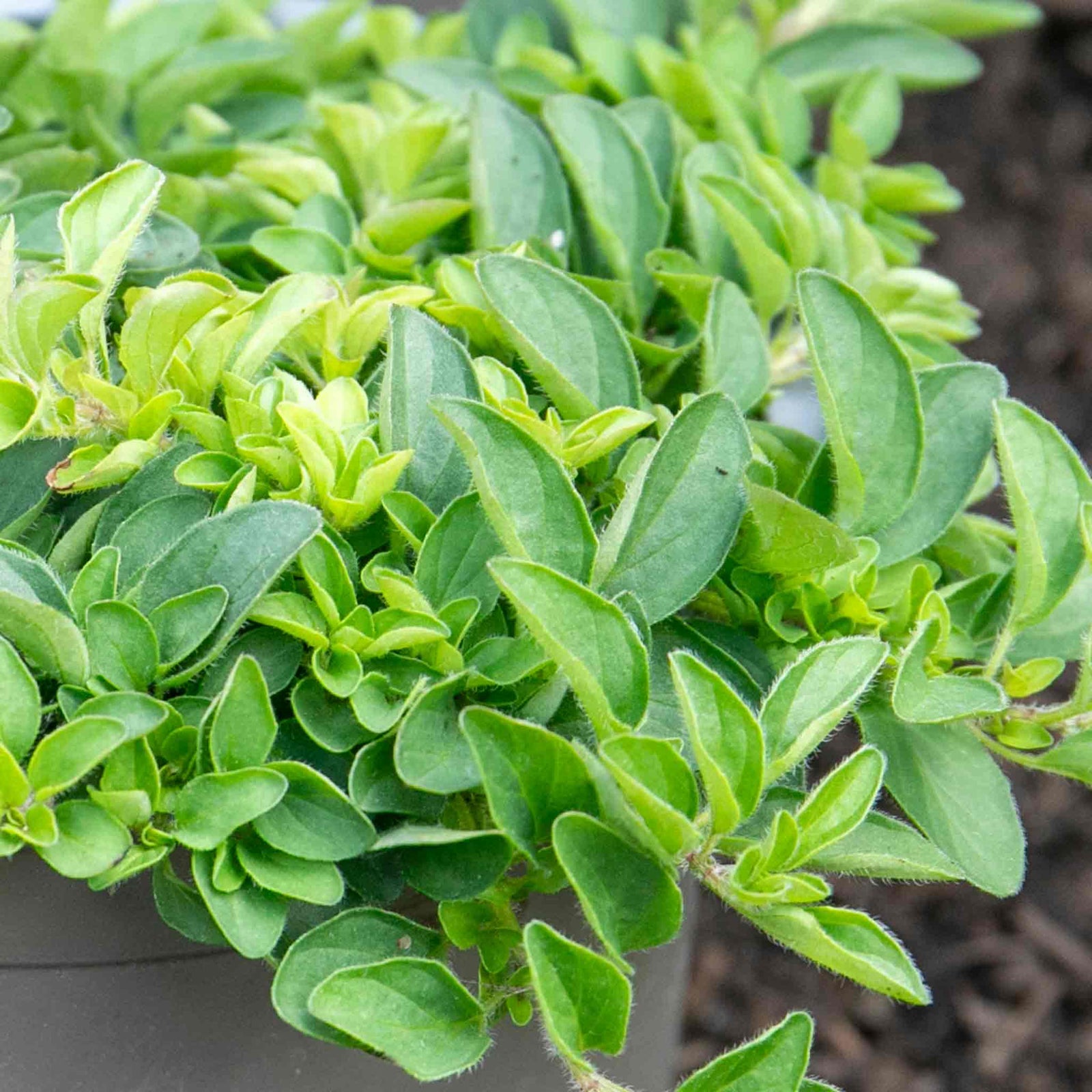 Marjoram (origanum Majorana) | 1 x 1L