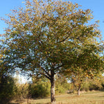 Common Walnut Tree (bare-root, Juglans Regia) | 1 x Bare Root