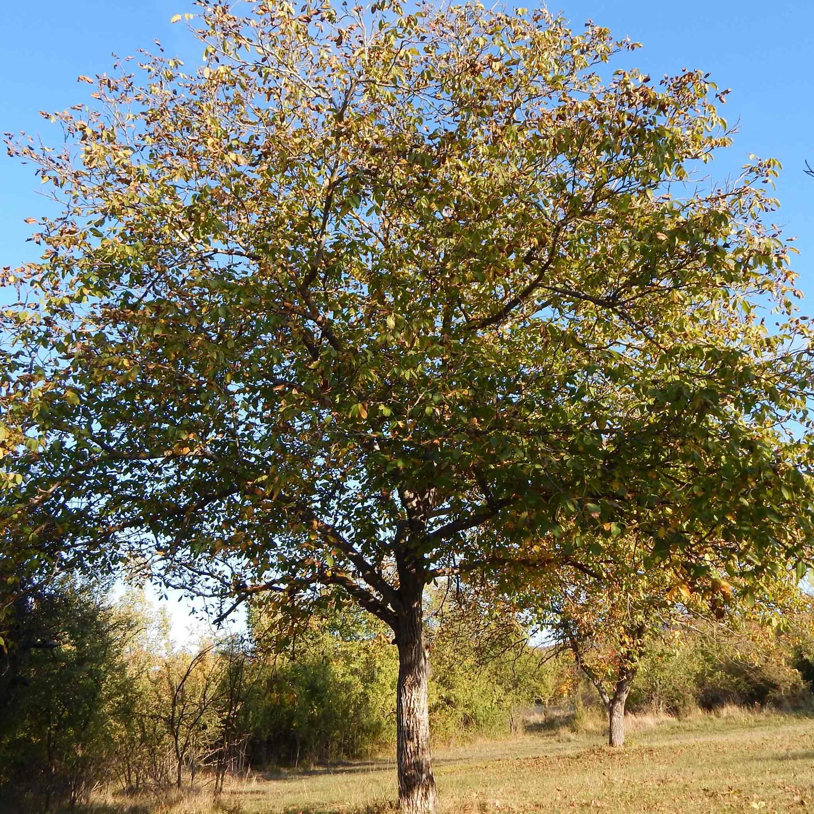 Common Walnut Tree (bare-root, Juglans Regia) | 1 x Bare Root