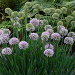 Allium Bubble Bath - Summer Flowering - 9cm pots | 1 x 9cm | Purple