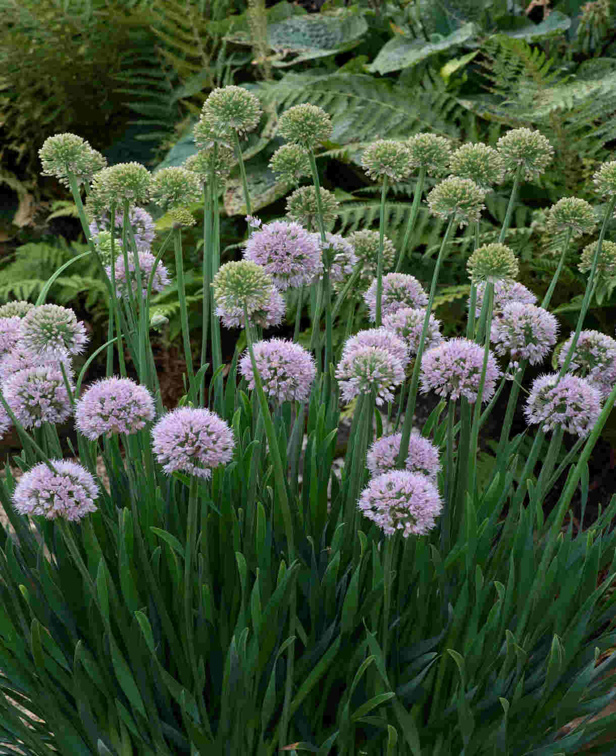 Allium Bubble Bath - Summer Flowering - 9cm pots | 1 x 9cm | Purple