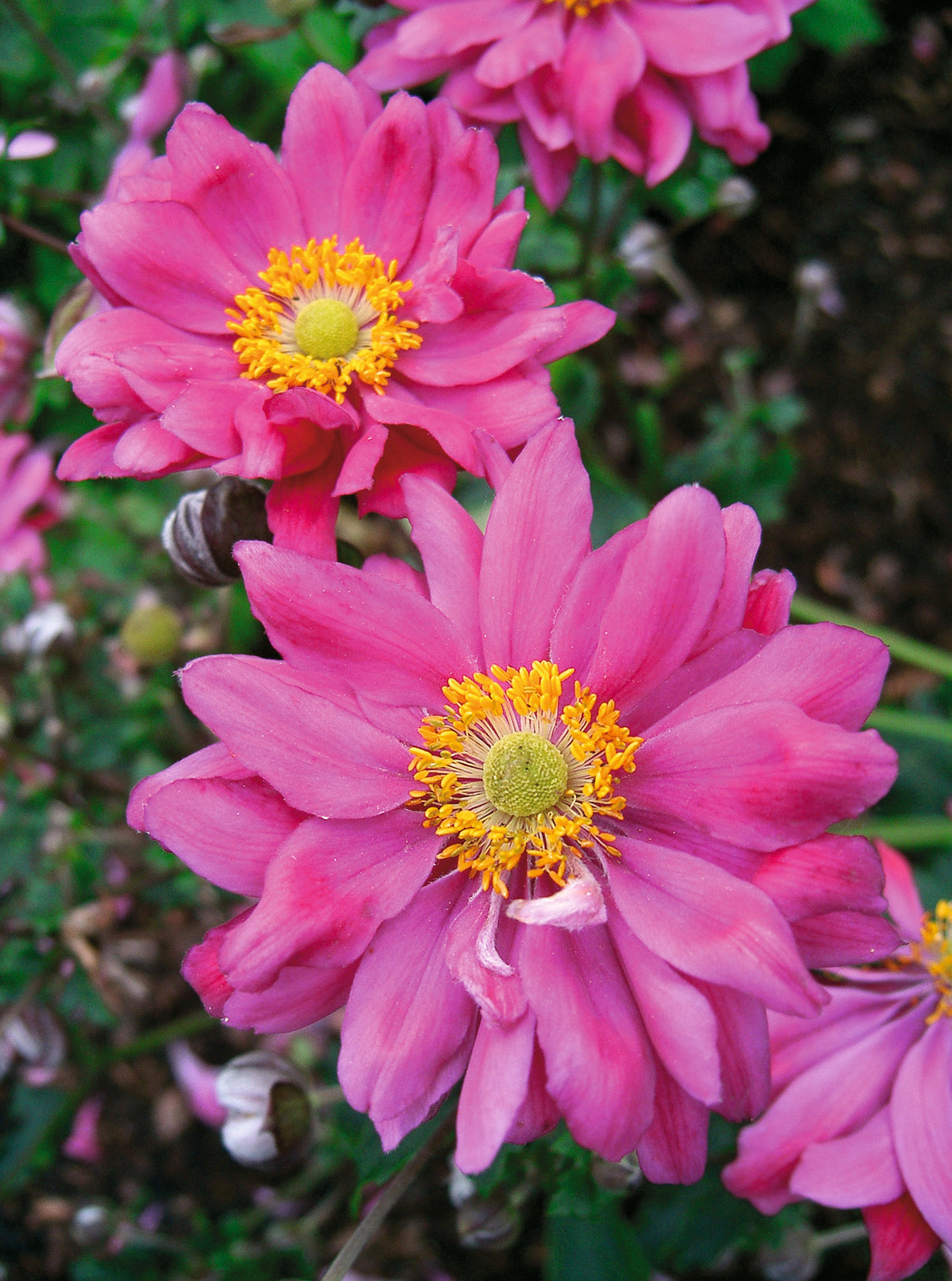 Japanese Anemone Trio | Set of 9