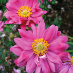 Japanese Anemone Trio | Set of 6