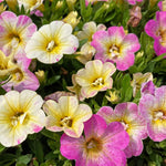 Calibrachoa 'can Can Fancy Francy' | 12 x Plug Plants | Pink