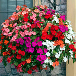 Busy Lizzie Beacon Select Mix - Disease-resistant Bedding Impatiens | 60 x Pro Grower Plugs | Multi