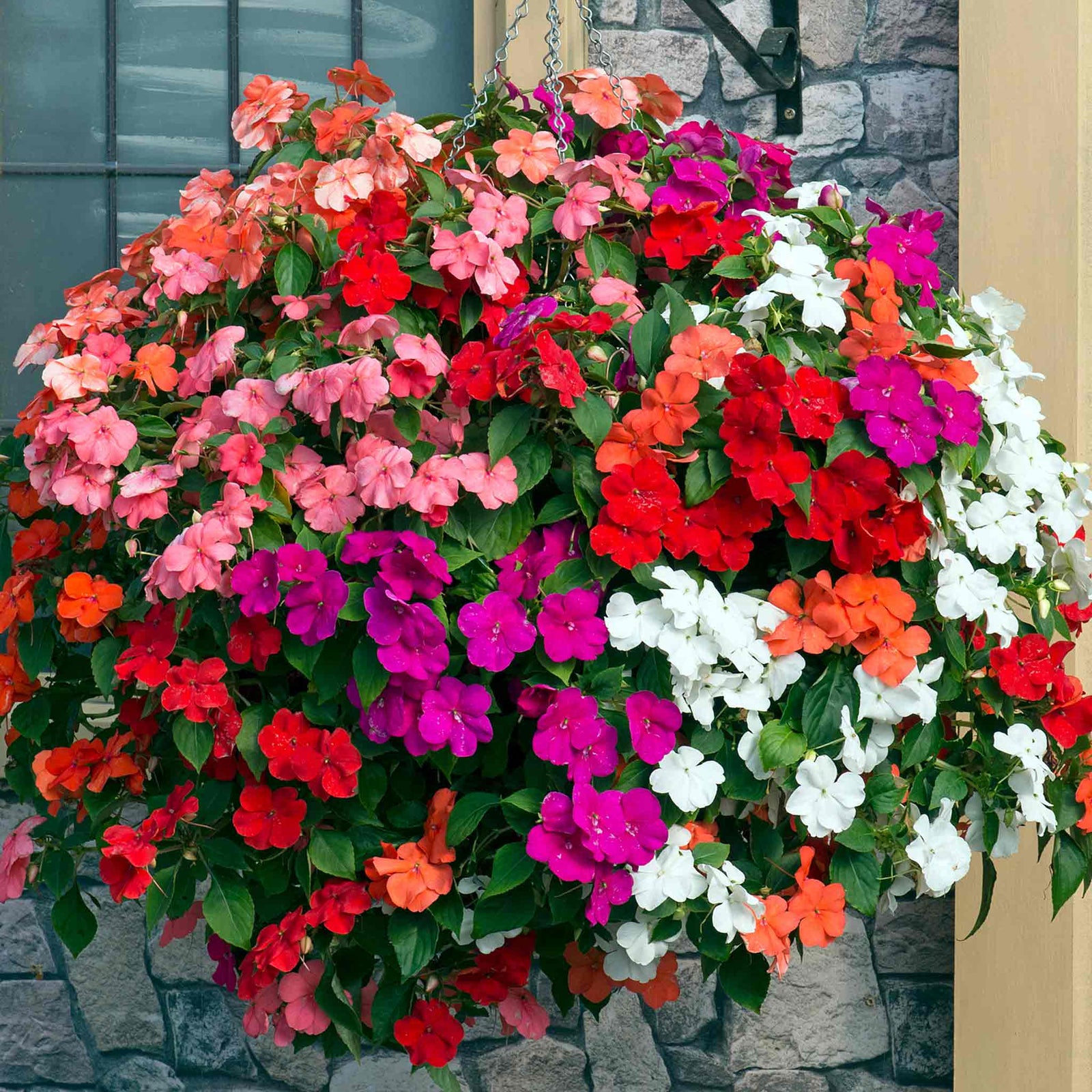 Busy Lizzie Beacon Select Mix - Disease-resistant Bedding Impatiens | 60 x Pro Grower Plugs | Multi