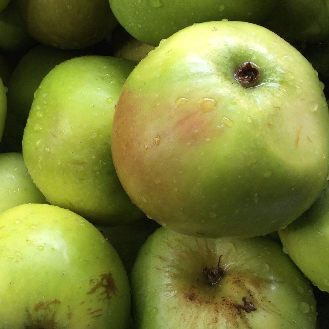 Malus Bramley Apple Mini Patio Fruit Tree 3-4ft Supplied In A 5 Litre Pot