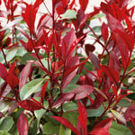 Photinia 'red Robin' Evergreen Shrub For Hedges And Containers | 3 x 7cm Plants | Red