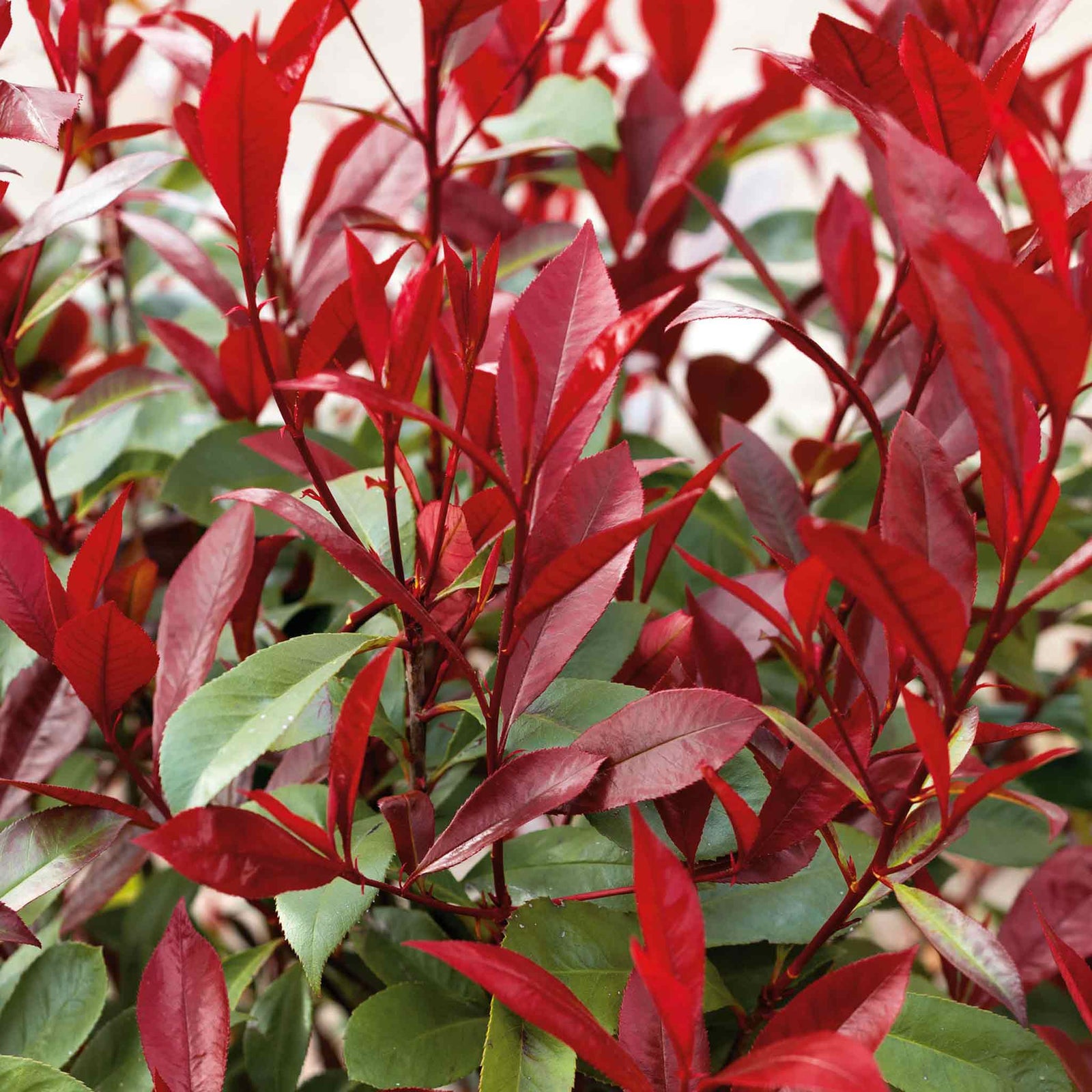 Photinia 'red Robin' Evergreen Shrub For Hedges And Containers | 1 x 15.5L | Red