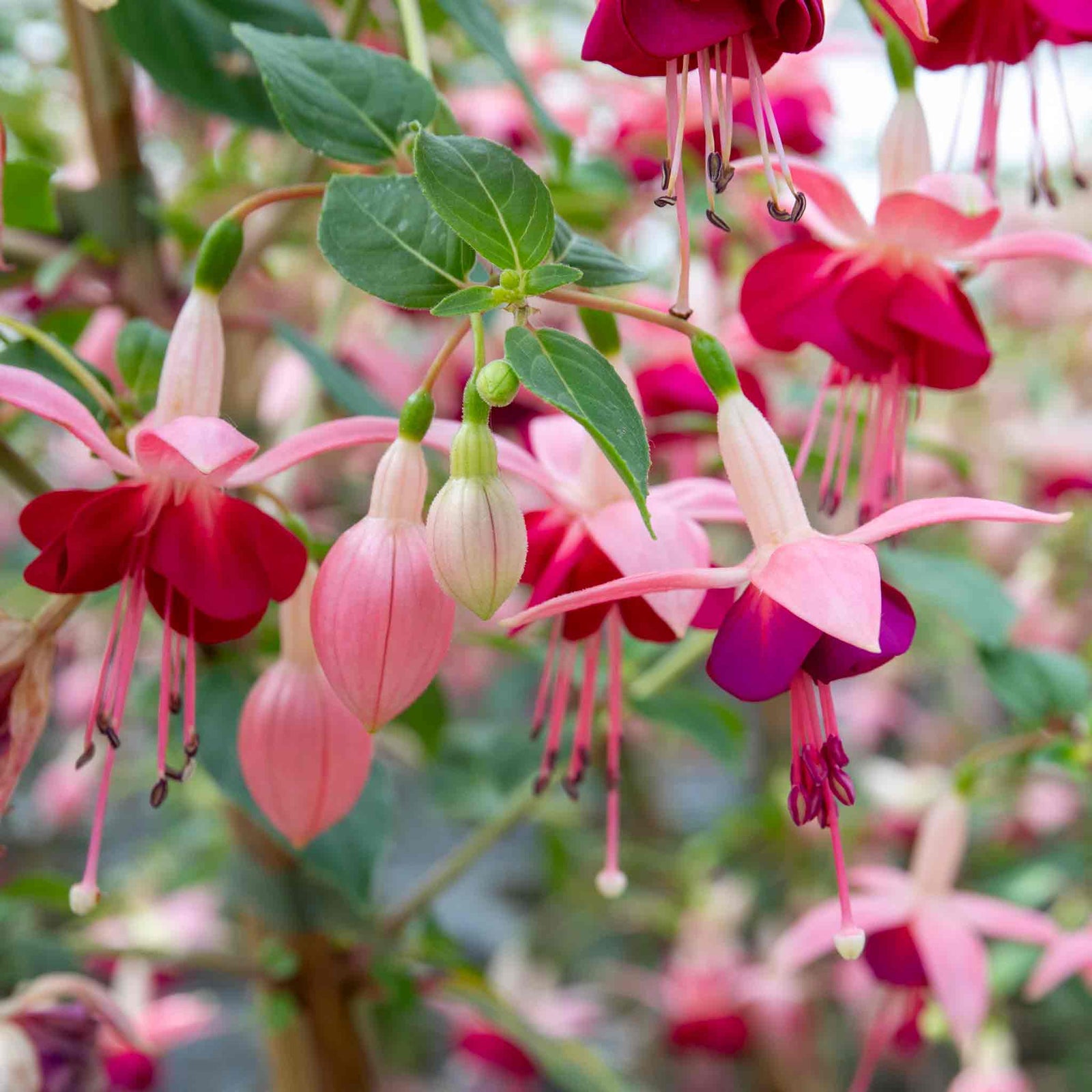 Fuchsia Standard 'paula Jane' | 1 x 3L | Pink