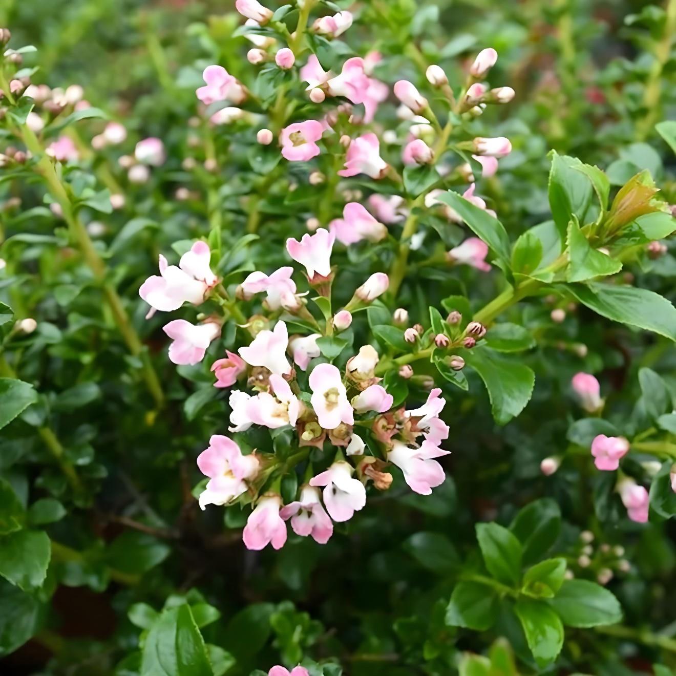 Escallonia Apple Blossom Evergreen Garden Shrub