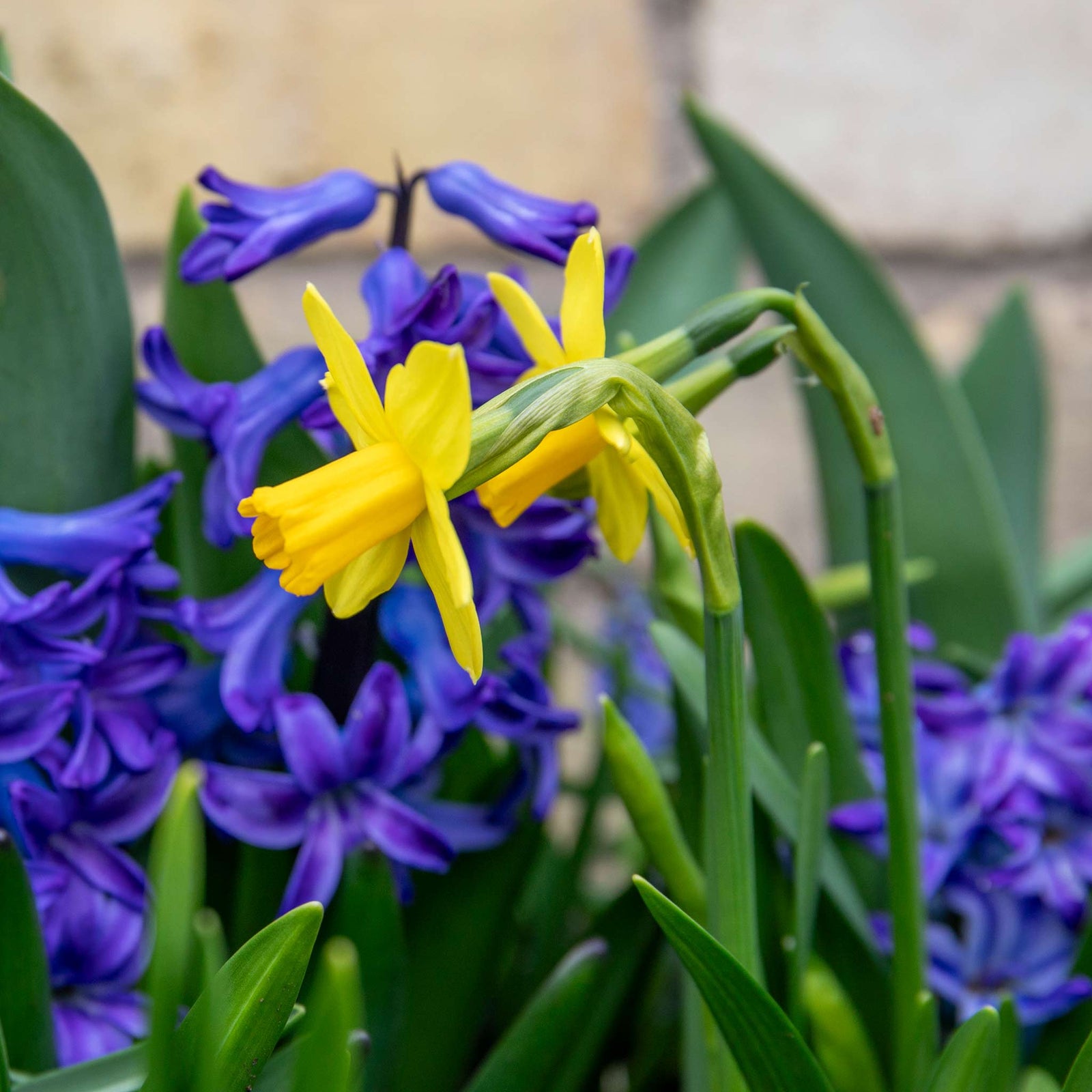 Dwarf Daffodil Tete A Tete | 20 x Bulbs | Yellow