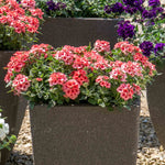 Verbena 'showboat Mango' Orange Bedding Plant | 12 x Plug Plants | Multi Colour