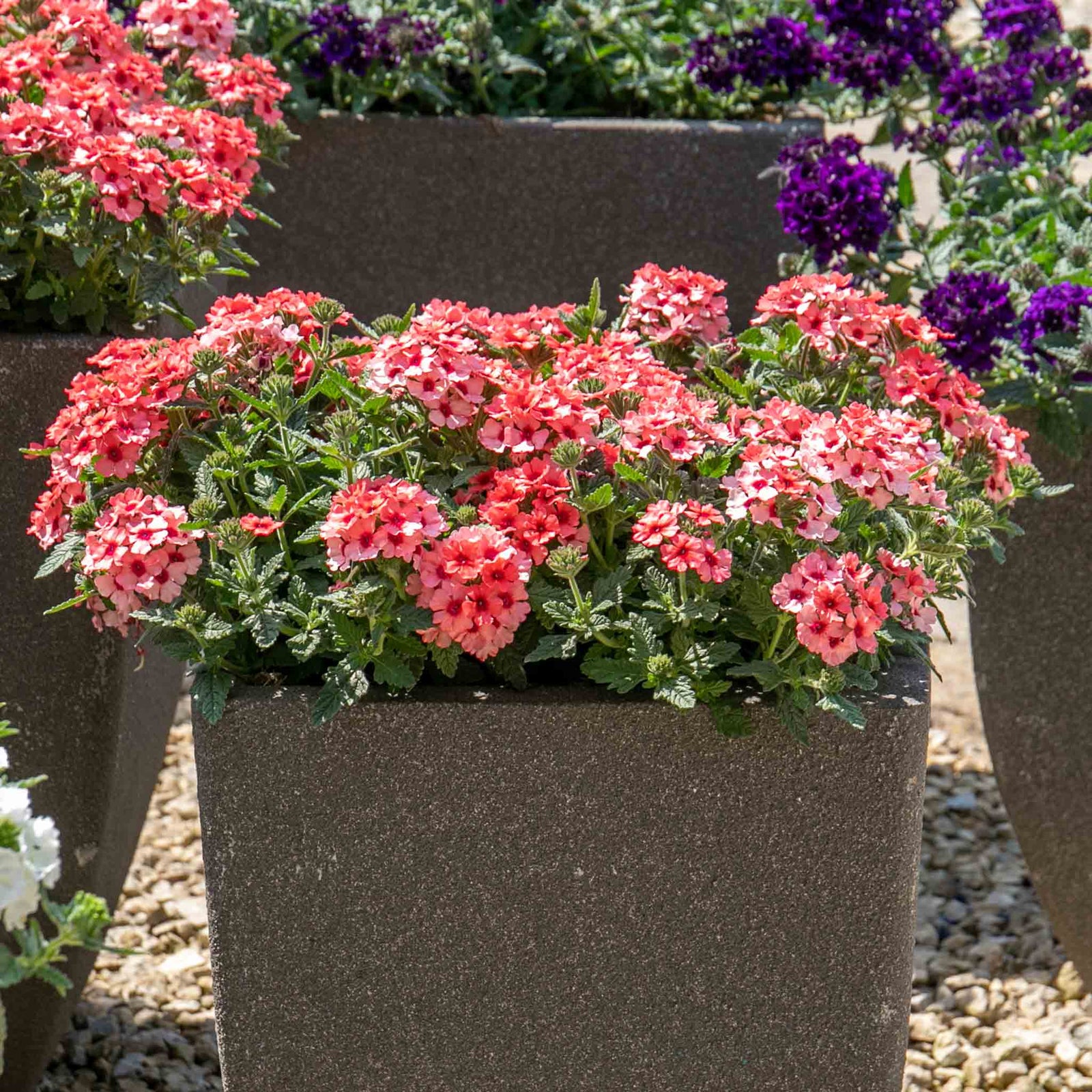 Verbena 'showboat Mango' Orange Bedding Plant | 12 x Plug Plants | Multi Colour