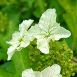 Hydrangea Querc. 'ice Crystal' Compact Oakleaf Hydrangea With Pure White Flowers | 1 x 9cm | White