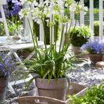 Agapanthus Everpanthus Ever White - 9cm Pots | 3 x 9cm | White
