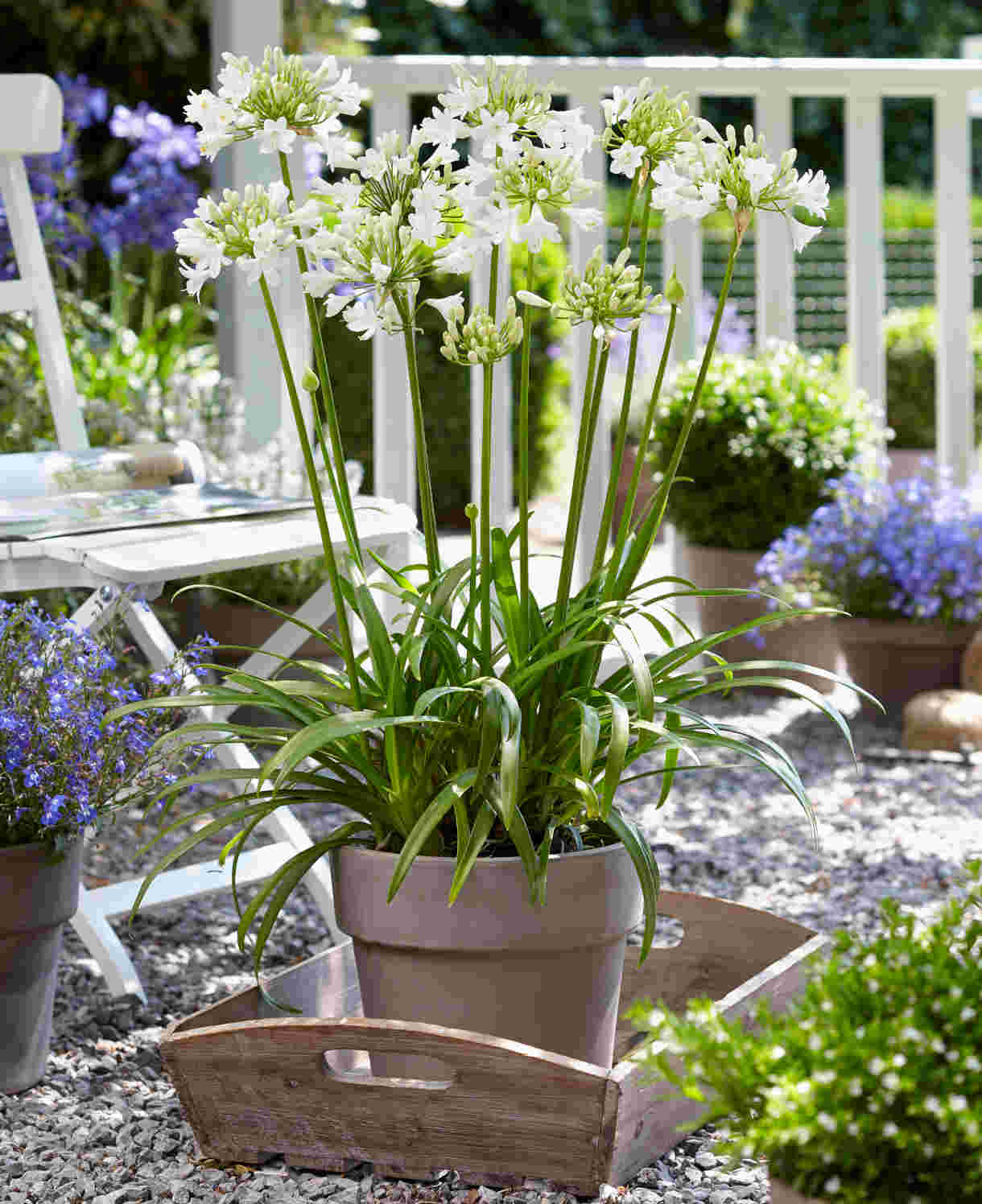 Agapanthus Everpanthus Ever White - 9cm Pots | 3 x 9cm | White