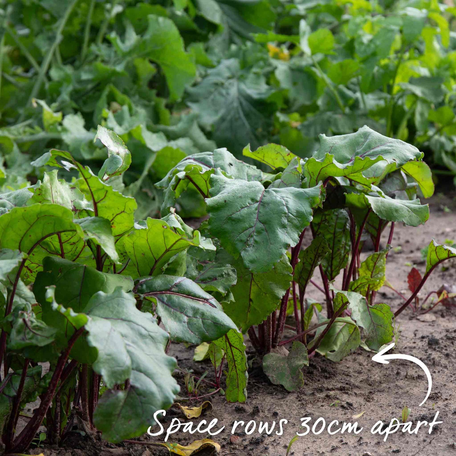 Beetroot Cylindra | 450 Seeds