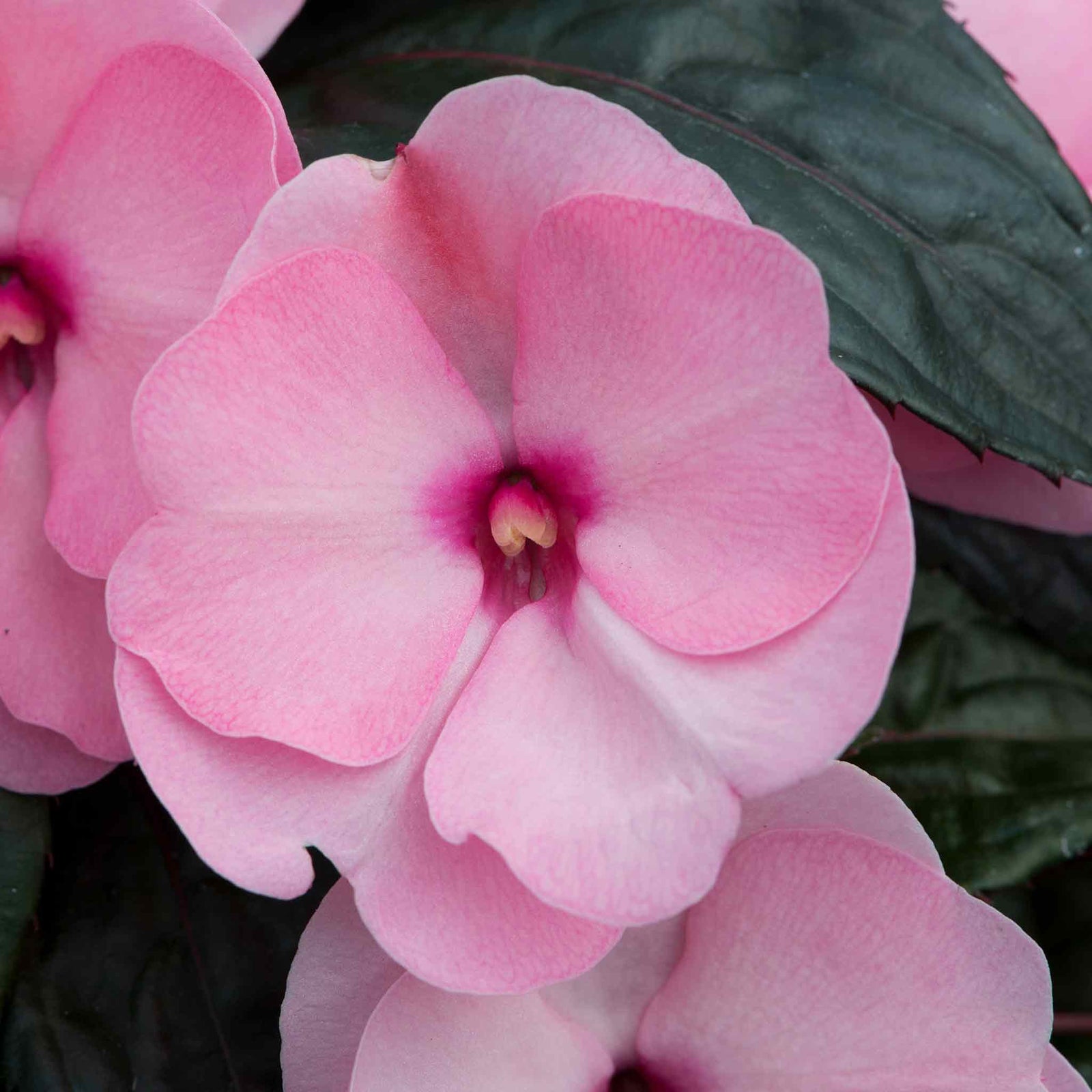 Busy Lizzie 'clockwork' Plant Collection - 6 Or 12 Plug Plants | 12 x Plug Plants | Pink
