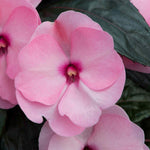 Busy Lizzie 'clockwork' Plant Collection - 6 Or 12 Plug Plants | 12 x Plug Plants | Pink