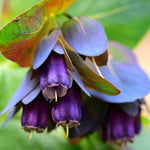 Hayloft Cerinthe Major Purpurascens - Honeywort, 6 X Young Plants
