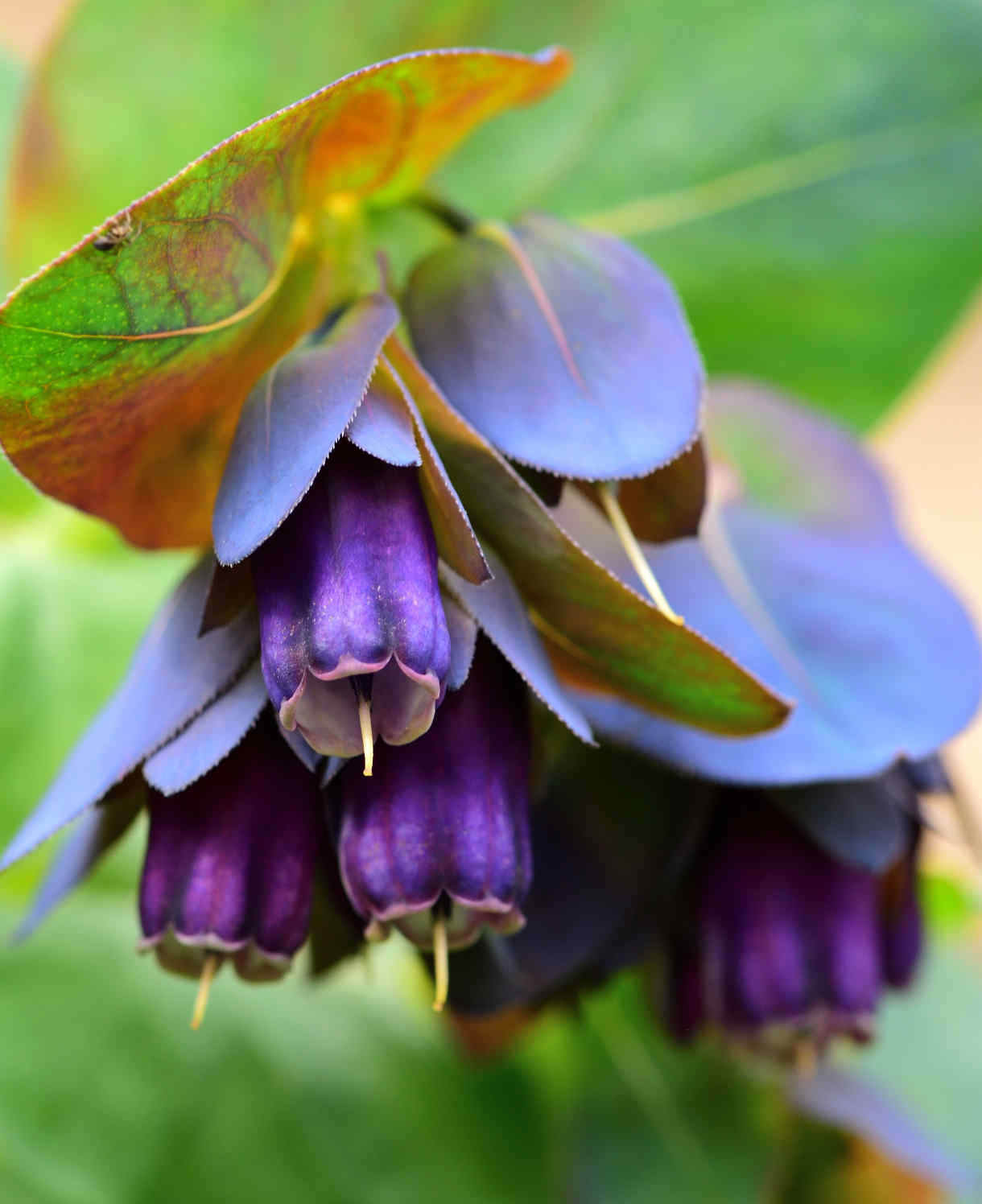 Hayloft Cerinthe Major Purpurascens - Honeywort, 6 X Young Plants