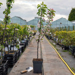 Crab Apple Tree 'golden Hornet' (malus) | 1 x Bare Root | Light Goldenrod Yellow