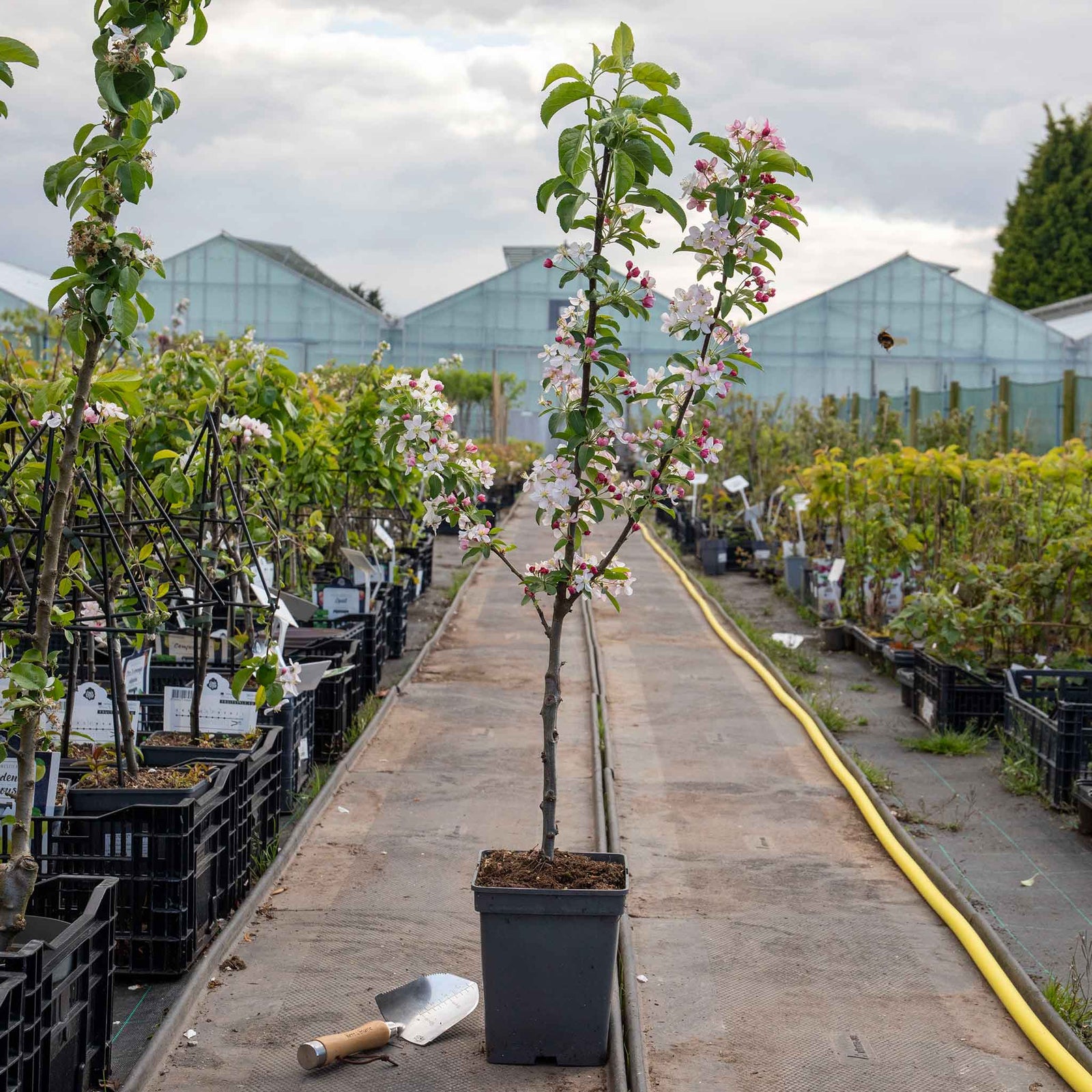 Crab Apple Tree 'golden Hornet' (malus) | 1 x Bare Root | Light Goldenrod Yellow
