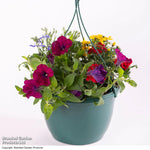 Thompson & Morgan Mixed Bedding Preplanted Hanging Basket 8in (20cm) X 1
