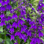Lobelia 'starship Blue' | 3 x Jumbo Plugs | Multi