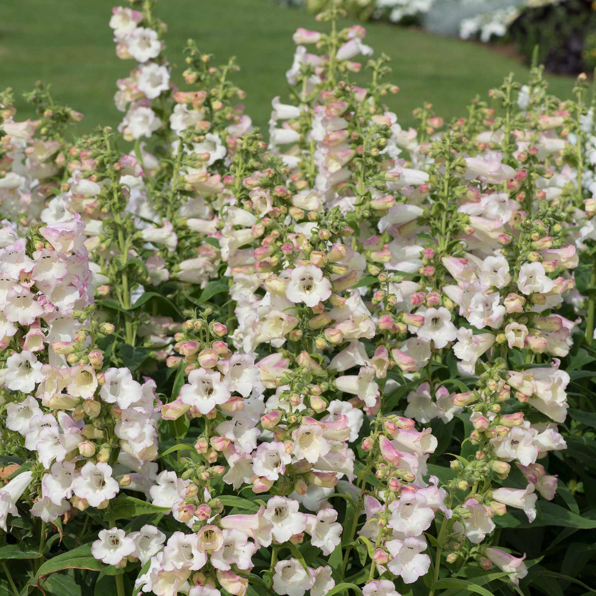 Penstemon 'arabesque Appleblossom' 2l Pollinator-friendly Perennial | Set of 1 | Pink
