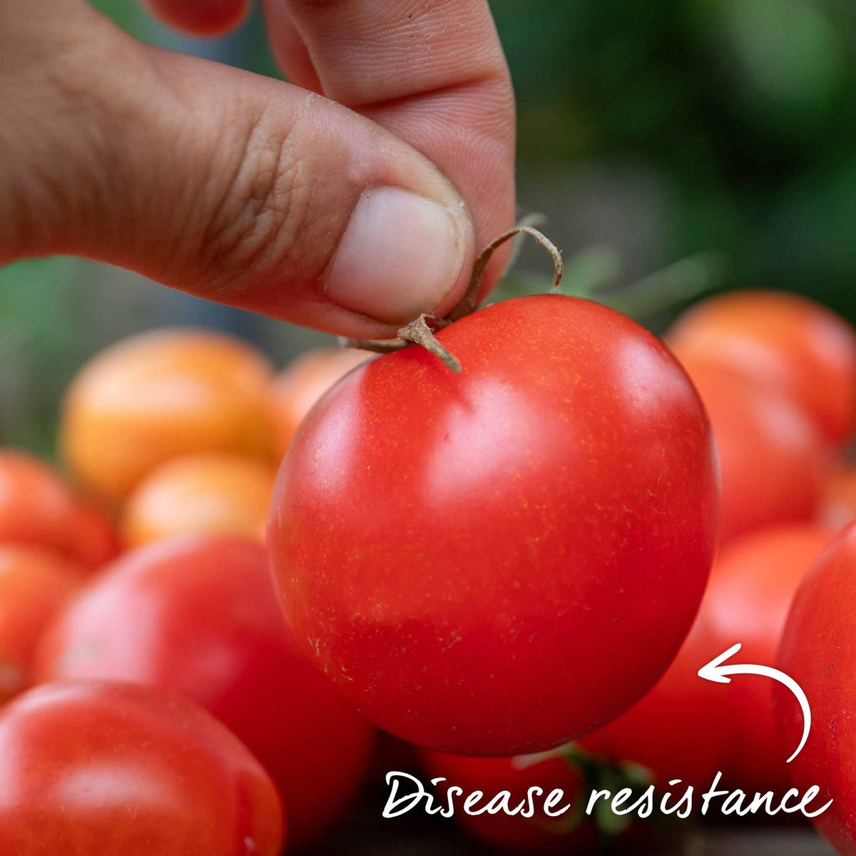 Grafted Cordon Tomato 'shirley', Rhs Recommended, Disease-resistant 7cm Plant | Set of 1