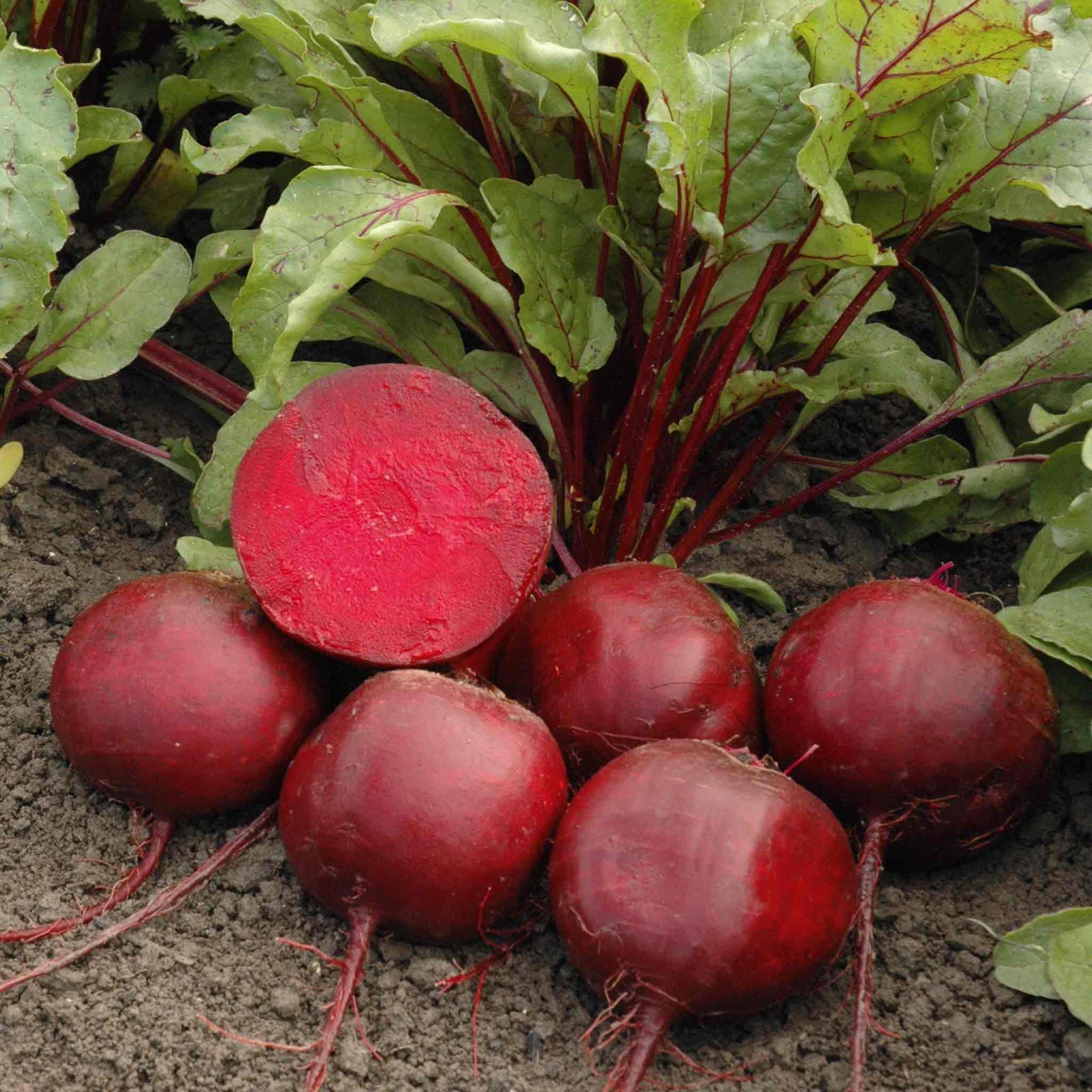 Beetroot 'moneta' Monogerm Slow To Bolt | 200 Seeds