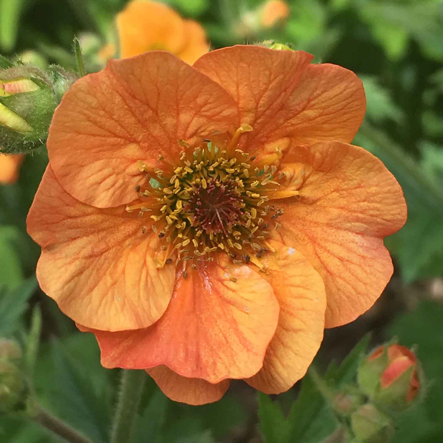 Geum Plant Collection - 3-variety Perennial Pack | 3 x Jumbo Plugs | Red
