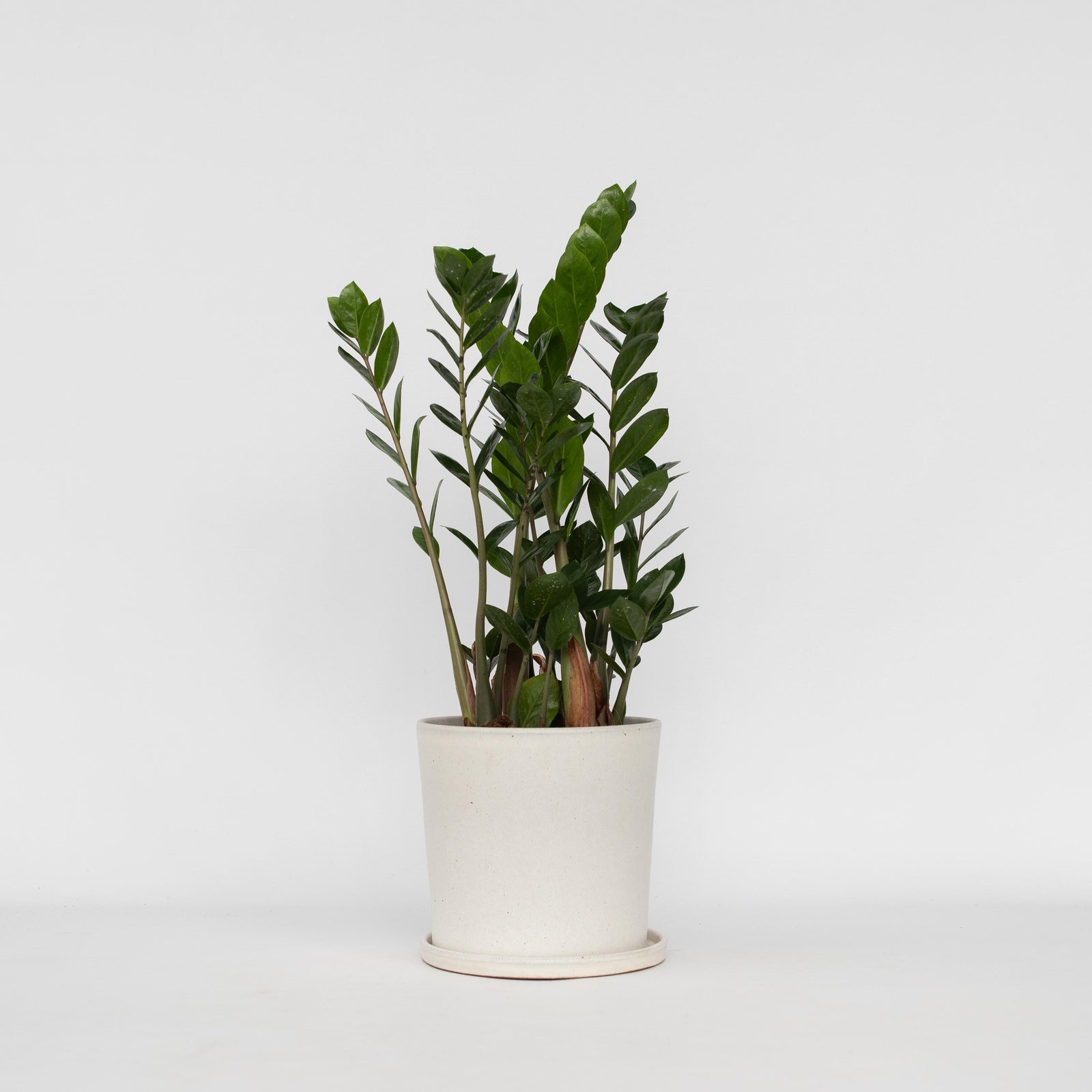 Zz Plant - Zamioculcas Zamiifolia - Height 55-65cm - ⌀17cm | Set of 1 | Green