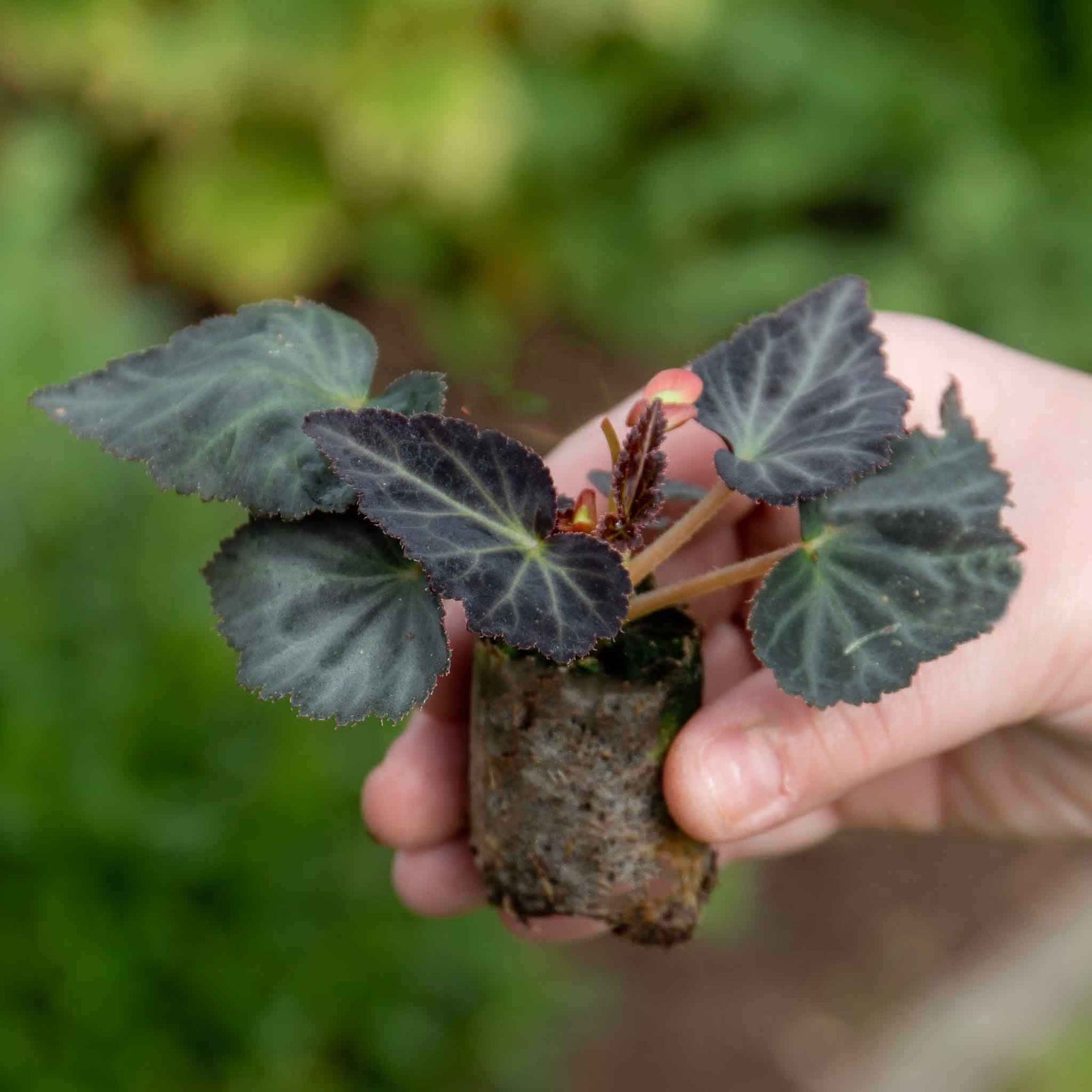 Begonia Upright Collection - In Red, Soft Pink And Yellow | 6 x Plug Plants | Multi