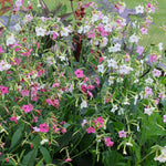 Nicotiana 'whisper Mix' Seeds | 50 Seeds