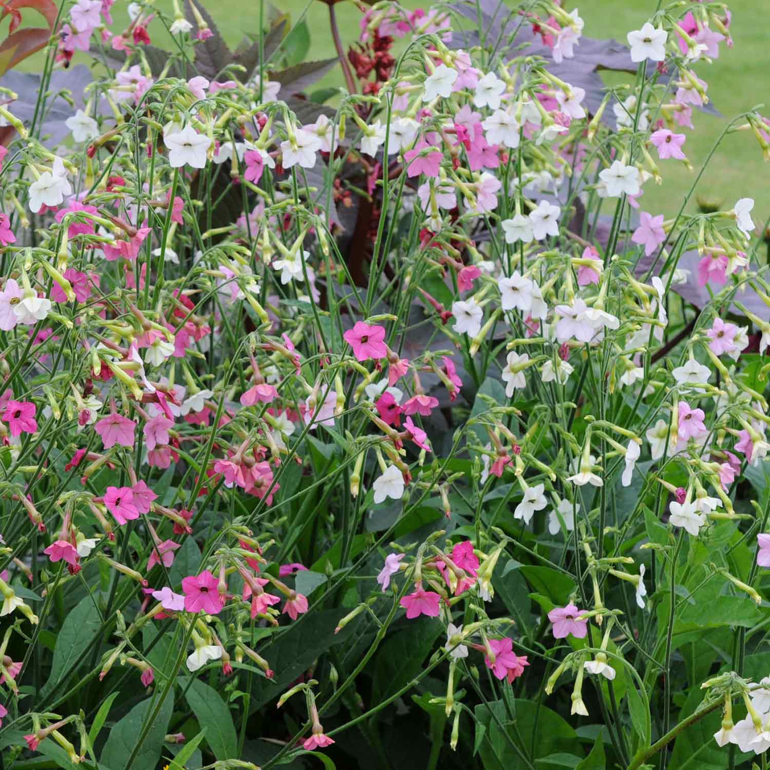 Nicotiana 'whisper Mix' Seeds | 50 Seeds