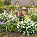 Exclusive Spring Summer Saver Collection - 3 x 9cm pots