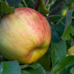 Apple Cobra Apple Fruit Tree 6ft Tall Supplied In A 12 Litre Pot