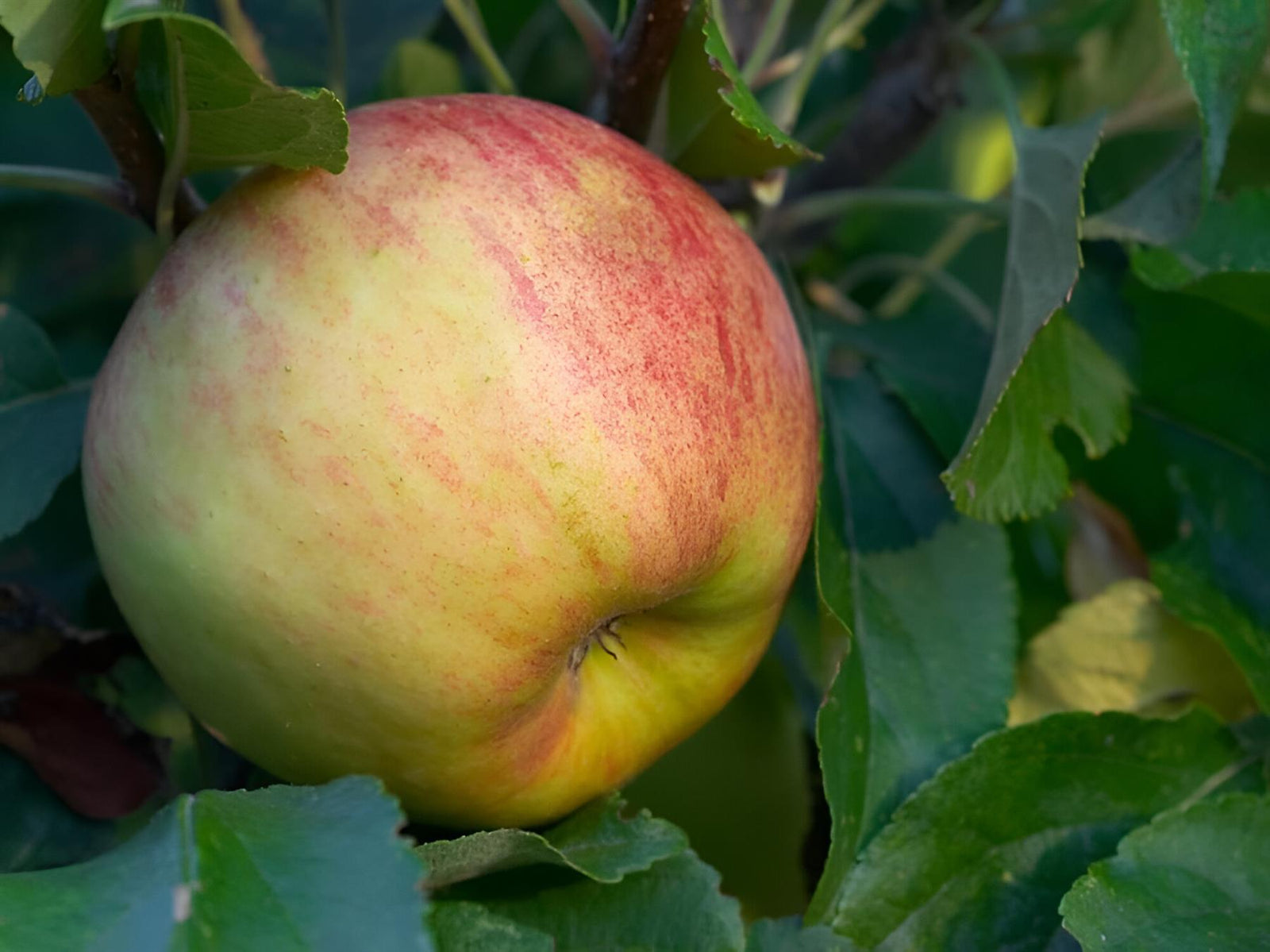 Apple Cobra Apple Fruit Tree 6ft Tall Supplied In A 12 Litre Pot
