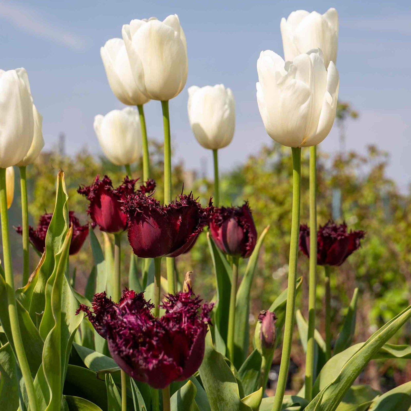Tulip Clearwater - 1pure White, 50-100 Cm | Set of 10 | White