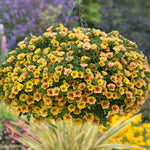 Calibrachoa 'single' Collection | 6 x Plug Plants | Multi