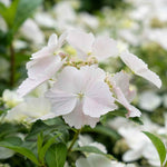 Hydrangea 'runaway Bride' Shrub | 1 x 7.5L