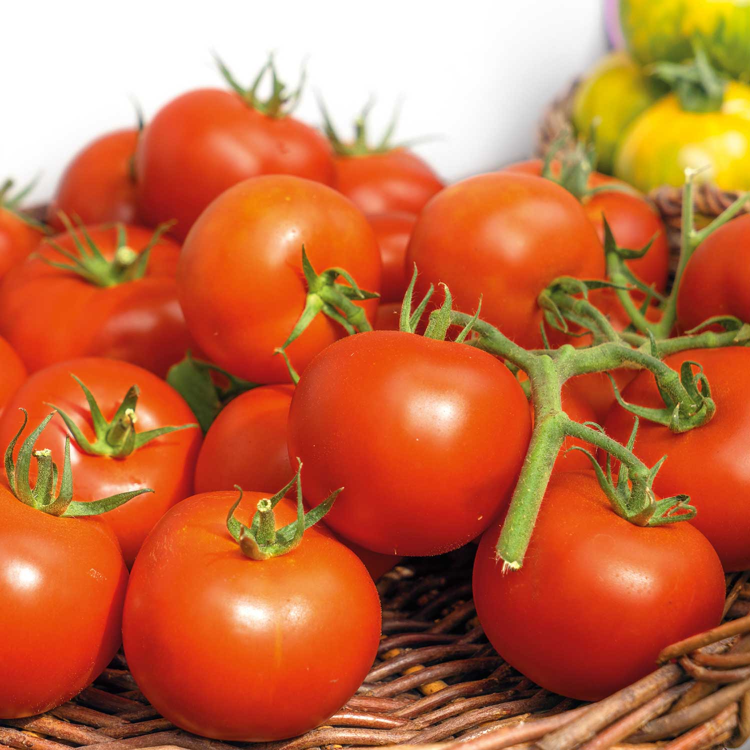 Organic Cordon Tomato Seeds Hamlet F1 | 5 Seeds