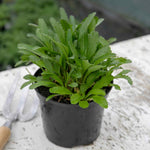 Leucanthemum 'crazy Daisy' Frilly Shasta Daisy Perennial | 3 x 9cm