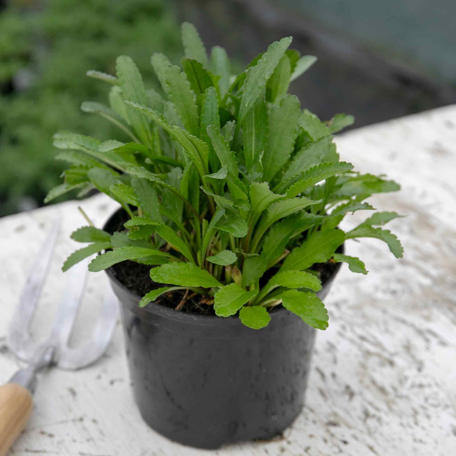 Leucanthemum 'crazy Daisy' Frilly Shasta Daisy Perennial | 1 x 2L